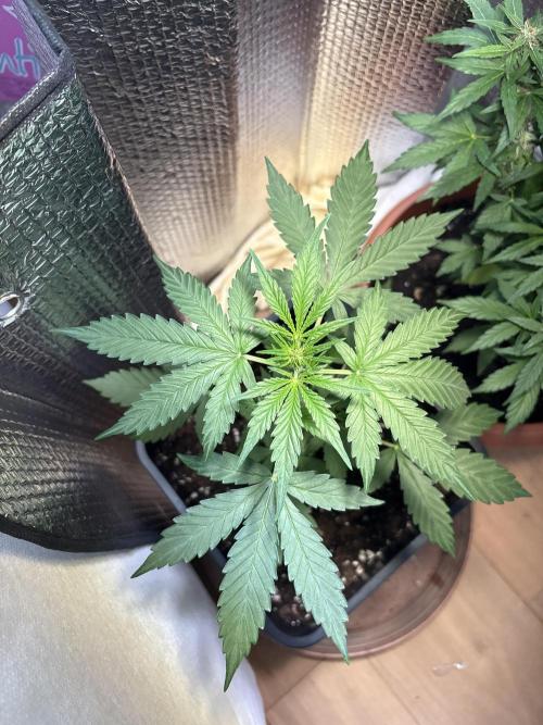 Skunk auto. Week 3