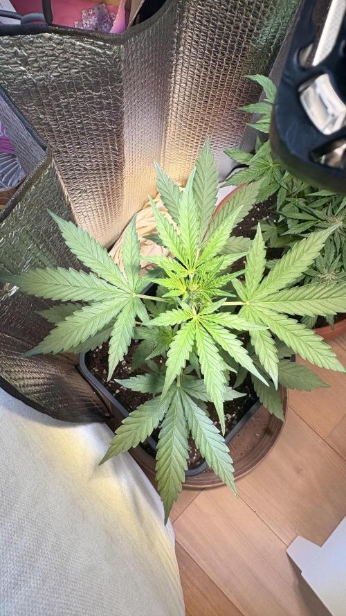Skunk auto. Week 3
