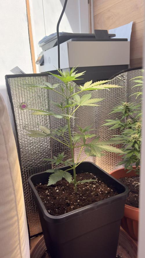 Skunk auto. Week 3