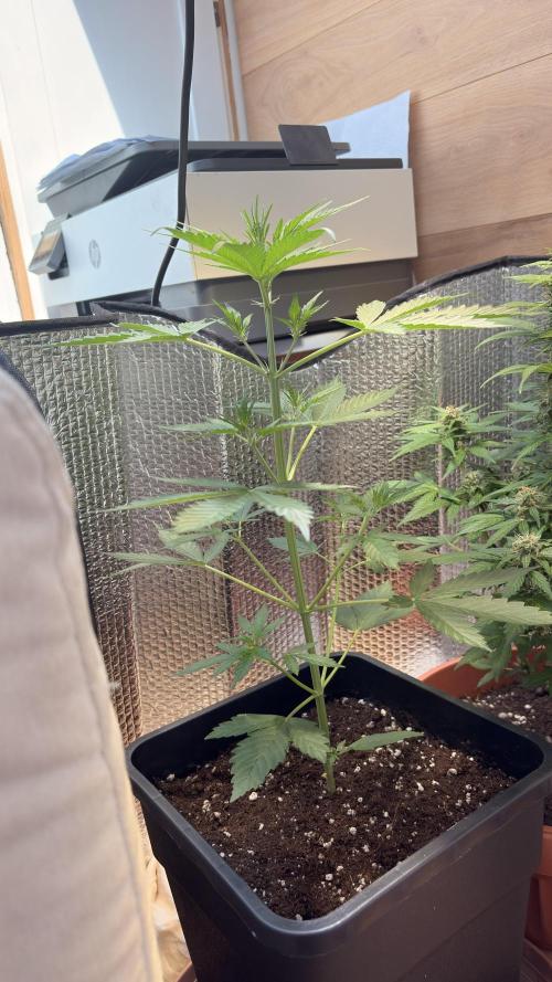 Skunk auto. Week 3