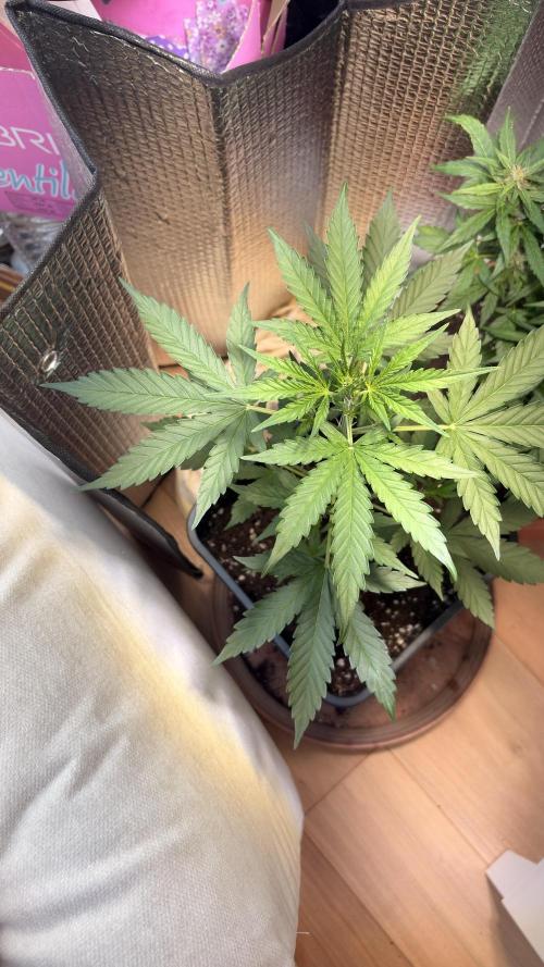 Skunk auto. Week 3
