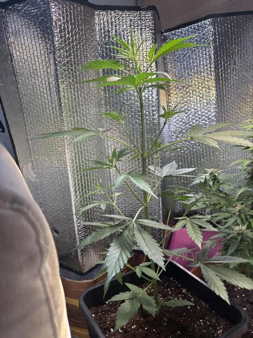 Skunk auto. Week 4