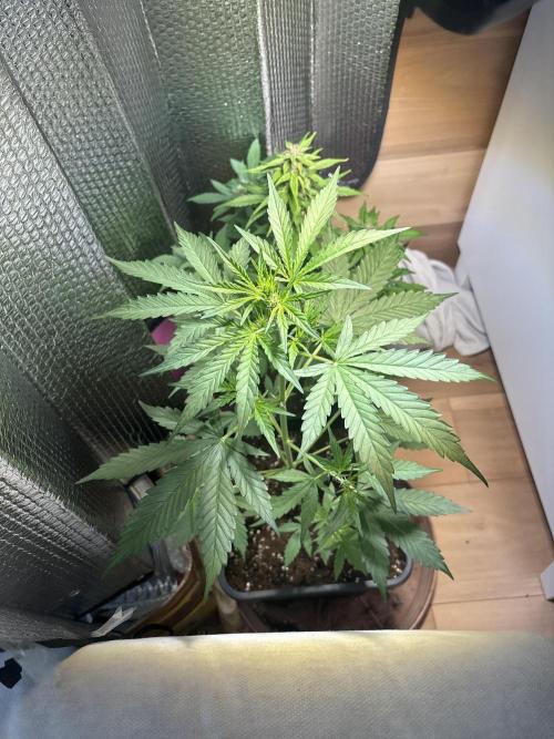 Skunk auto. Week 4