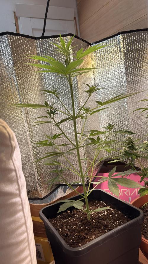 Skunk auto. Week 4