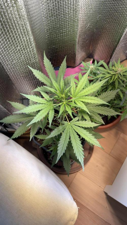Skunk auto. Week 4