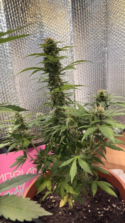 Diario cbdv. Week 11