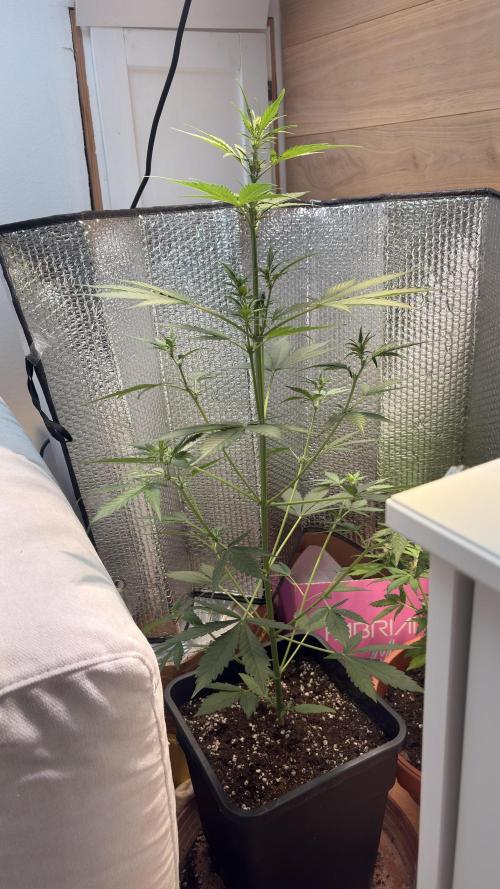 Skunk auto. Week 4