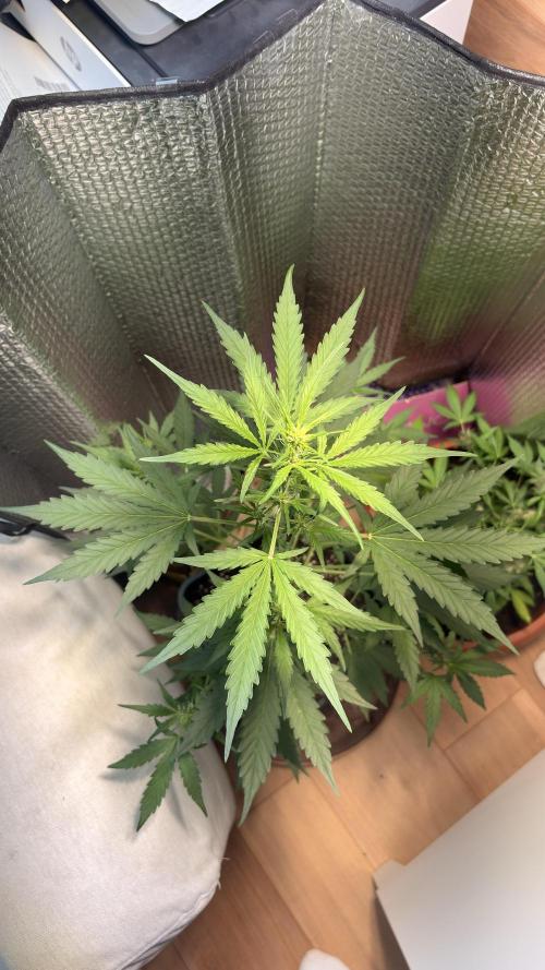 Skunk auto. Week 4
