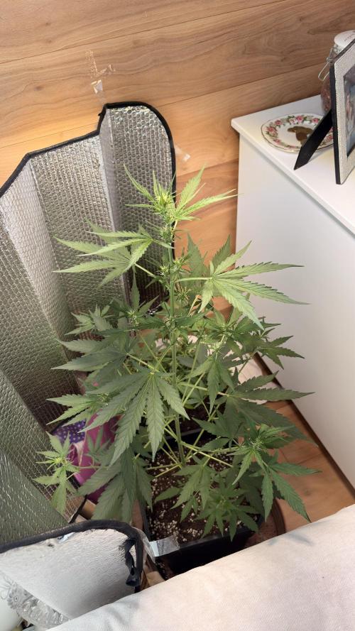 Skunk auto. Week 4