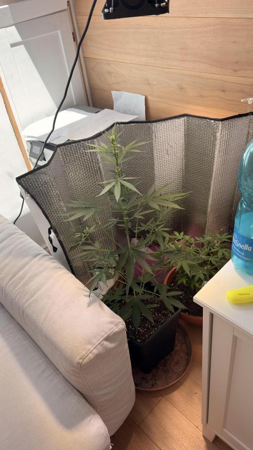 Skunk auto. Week 4
