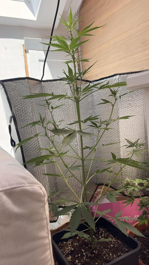 Skunk auto. Week 4