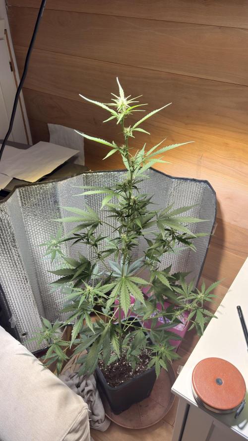 Skunk auto. Week 5
