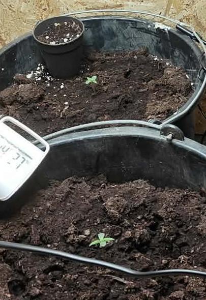 Durban poison auto. Week 1 - ...