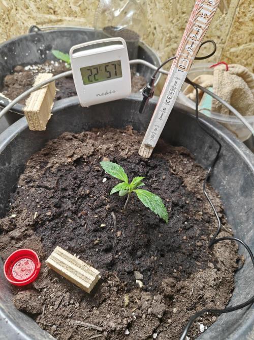 Durban poison auto. Week 2 - start of 2nd week and is looking good, still around 6cm height but slowly working it's width 
