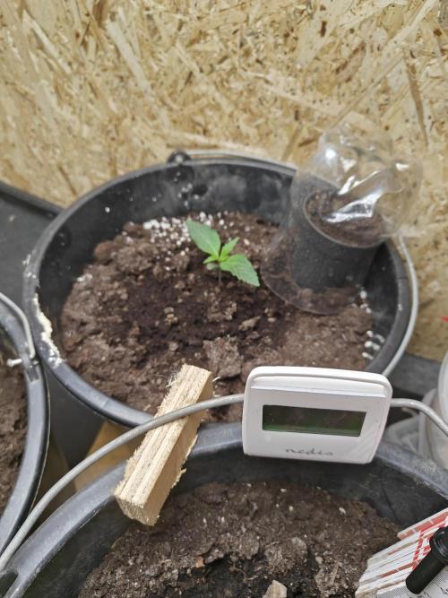 Durban poison auto. Week 2 - progress, can't wait to see how much they grown in 2 weeks