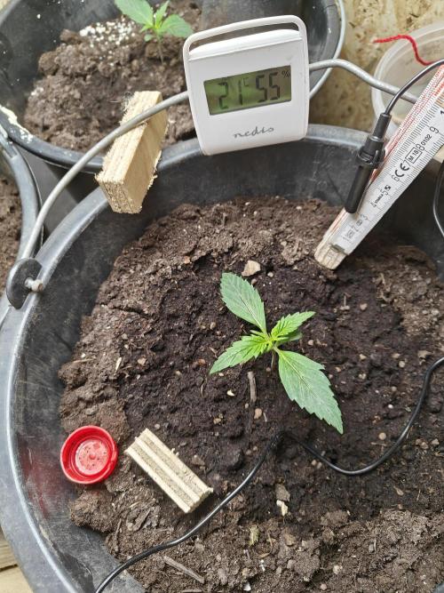 Durban poison auto. Week 2 - progress, can't wait to see how much they grown in 2 weeks