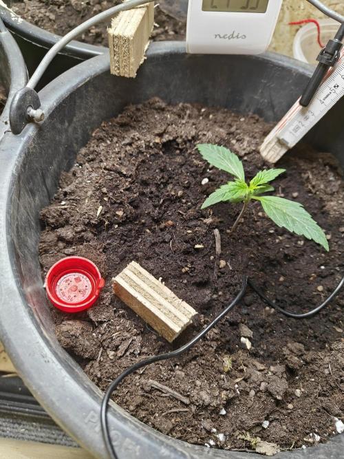 Durban poison auto. Week 2 - progress, can't wait to see how much they grown in 2 weeks