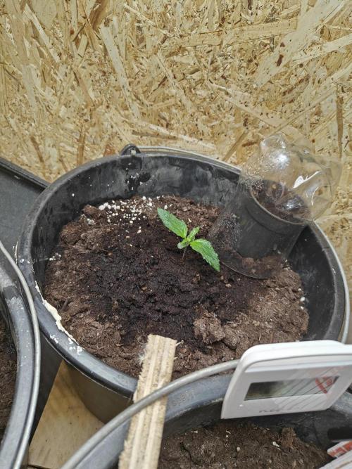 Durban poison auto. Week 2 - progress, can't wait to see how much they grown in 2 weeks