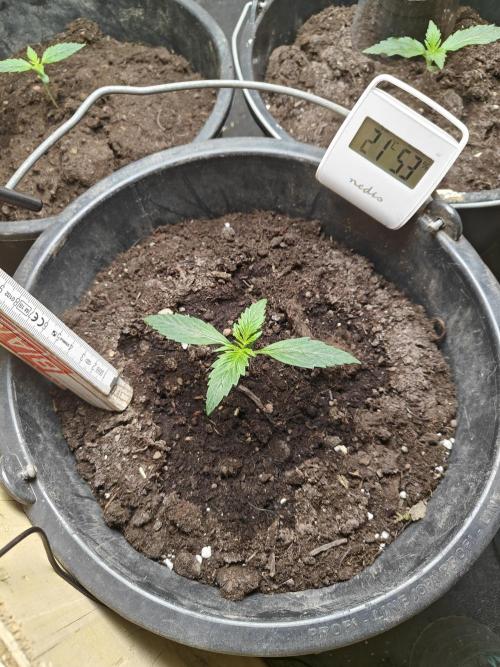 Durban poison auto. Week 2 - progress 