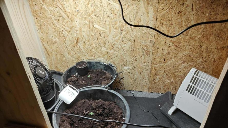 Durban poison auto. Week 1 - ...