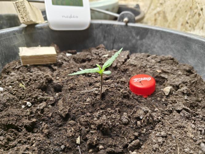 Durban poison auto. Week 1 - ...