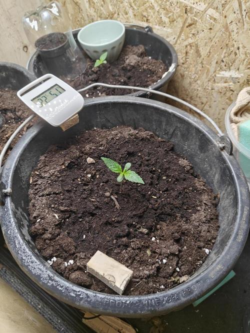 Durban poison auto. Week 1 - ...