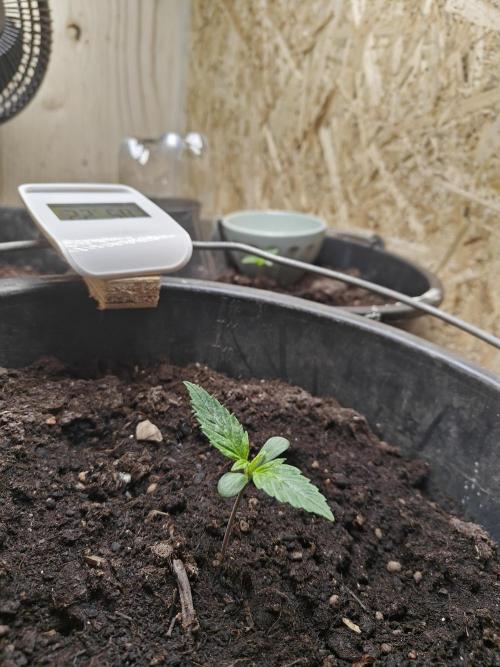 Durban poison auto. Week 1 - ...