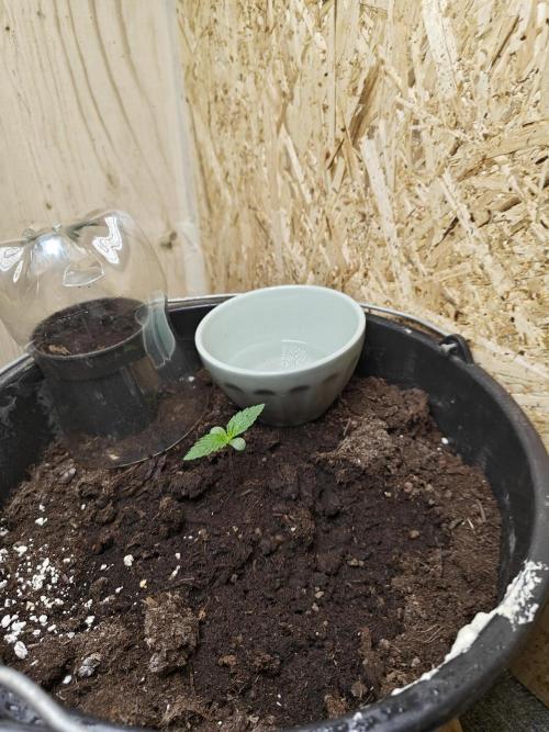 Durban poison auto. Week 1 - ...