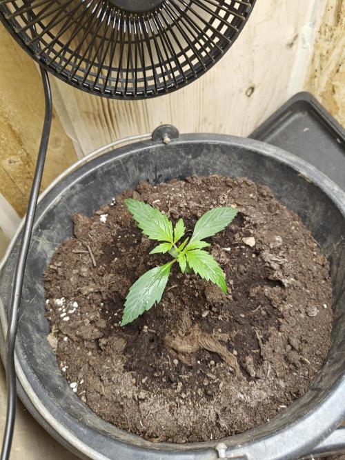 Durban poison auto. Week 2 - progress 