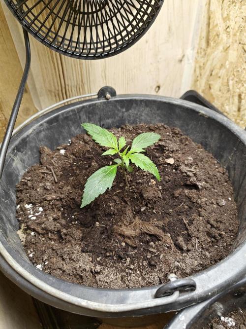Durban poison auto. Week 2 - progress 