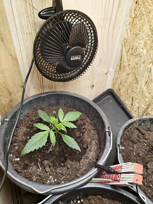 Durban poison auto. Week 2 - explosive growth 🤩
