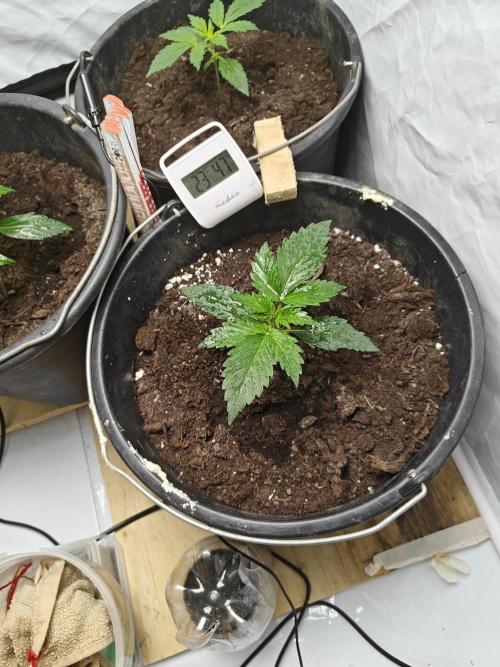 Durban poison auto. Week 3 - ...