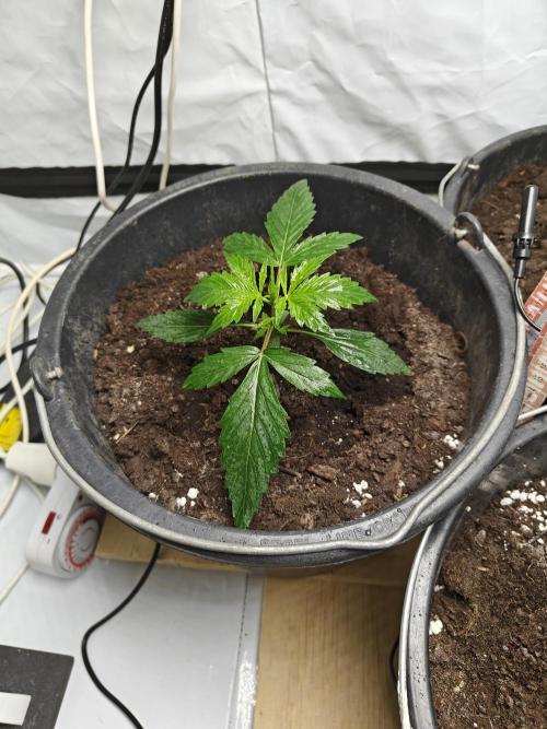 Durban poison auto. Week 3 - ...