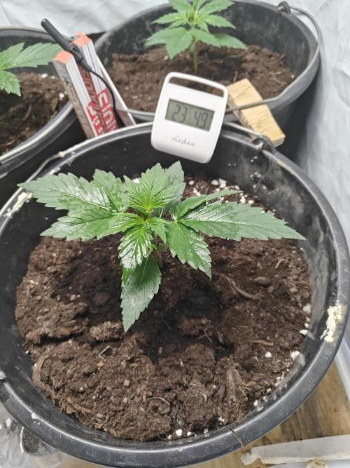 Durban poison auto. Week 3 - progress 