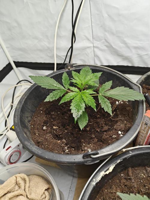 Durban poison auto. Week 3 - progress