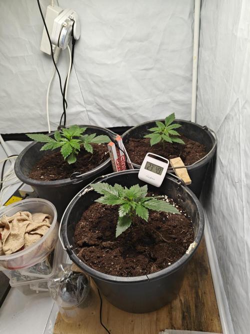 Durban poison auto. Week 3 - 2 of them is in start 3rd week and the smallest is around 2nd week
