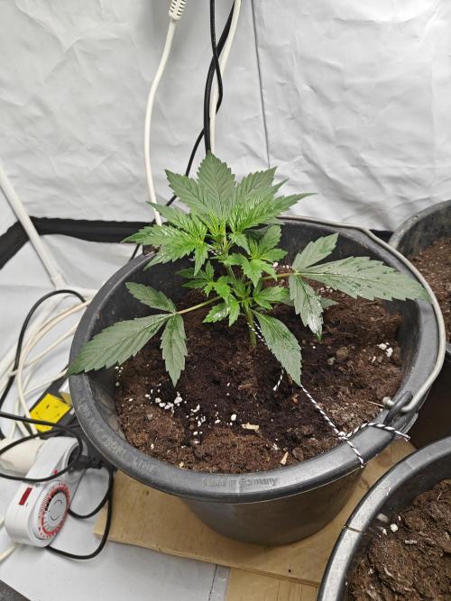 Durban poison auto. Week 3 - tied down and removed a leaf to ensure light to the bottom leaves