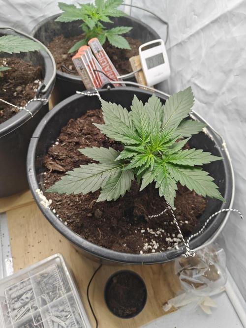 Durban poison auto. Week 3 - tied down
