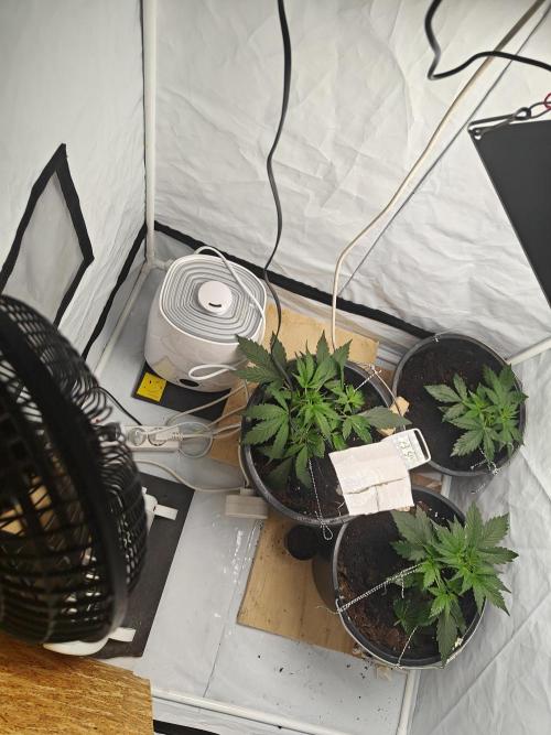 Durban poison auto. Week 3 - ...