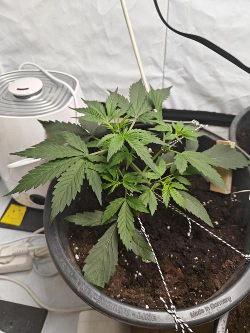 Durban poison auto. Week 3 - fine and bushy