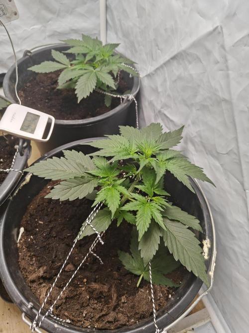 Durban poison auto. Week 3 - they sure liked to be trimmed and tied.