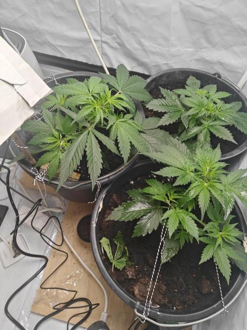 Durban poison auto. Week 4 - .. 