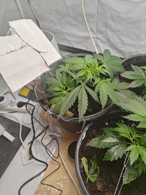 Durban poison auto. Week 4 - ...