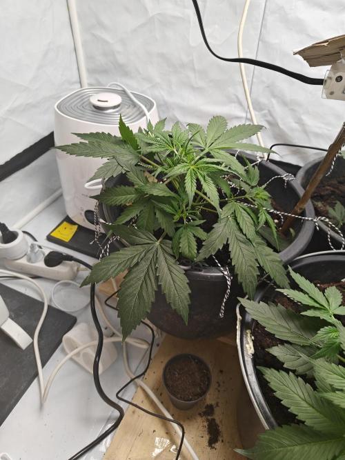 Durban poison auto. Week 4 - ...