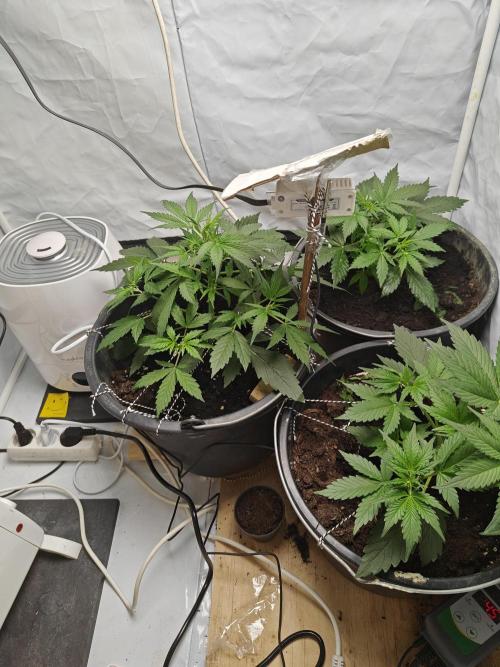 Durban poison auto. Week 4 - starting to look good