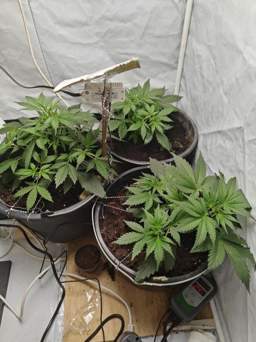 Durban poison auto. Week 4 - ...