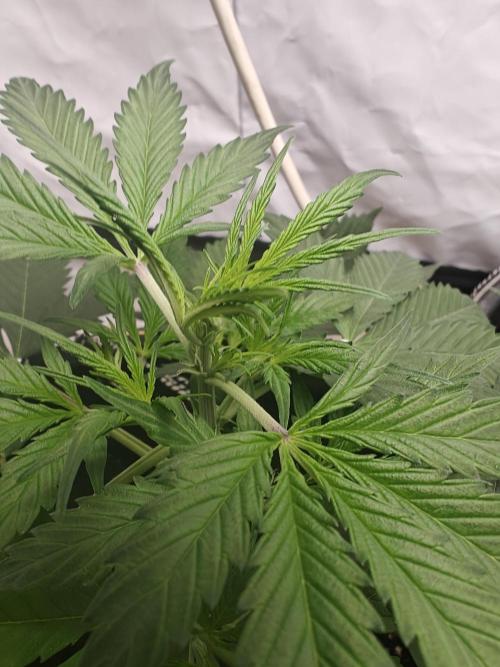 Durban poison auto. Week 4 - ...