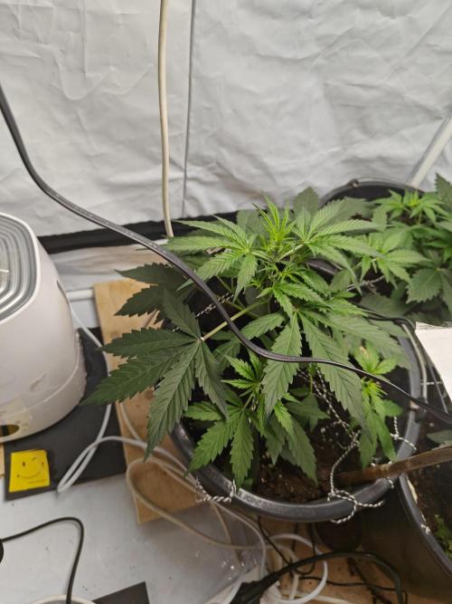 Durban poison auto. Week 4 - yaaaa