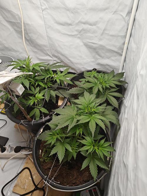 Durban poison auto. Week 4 - lets go