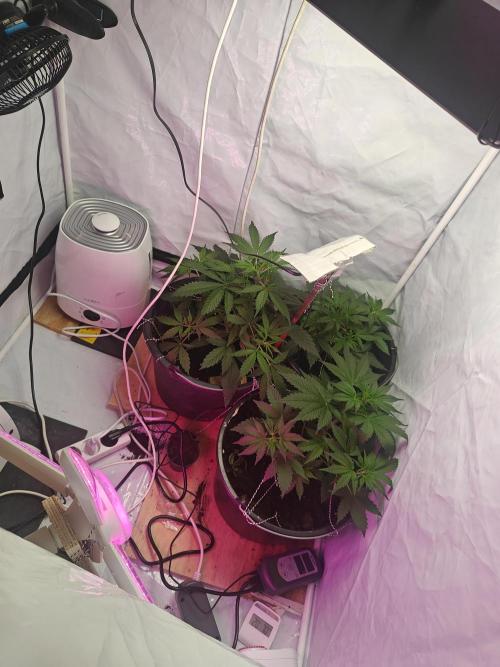 Durban poison auto. Week 4 - added a 40w shit bulb to the side to ensure light to the lower branches